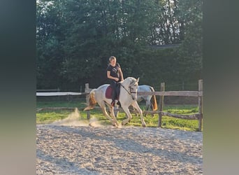 Koń andaluzyjski Mix, Wałach, 7 lat, 160 cm, Biała