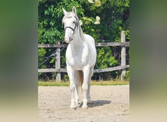 Koń andaluzyjski Mix, Wałach, 7 lat, 160 cm, Biała