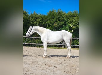 Koń andaluzyjski Mix, Wałach, 7 lat, 160 cm, Biała