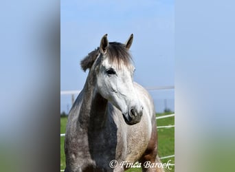 Koń andaluzyjski, Wałach, 7 lat, 160 cm, Siwa