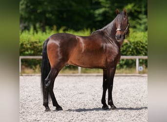 Koń andaluzyjski, Wałach, 7 lat, 162 cm, Gniada