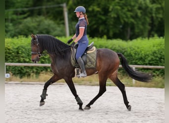 Koń andaluzyjski, Wałach, 7 lat, 162 cm, Gniada