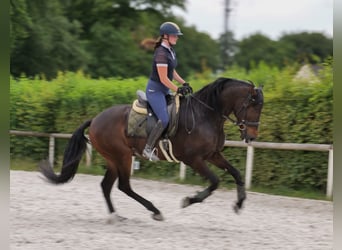 Koń andaluzyjski, Wałach, 7 lat, 162 cm, Gniada