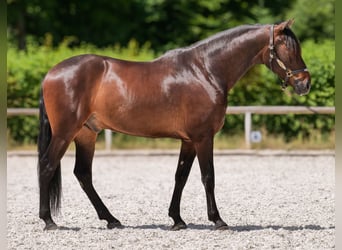 Koń andaluzyjski, Wałach, 7 lat, 162 cm, Gniada