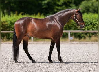 Koń andaluzyjski, Wałach, 7 lat, 162 cm, Gniada