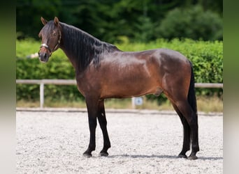 Koń andaluzyjski, Wałach, 7 lat, 162 cm, Gniada
