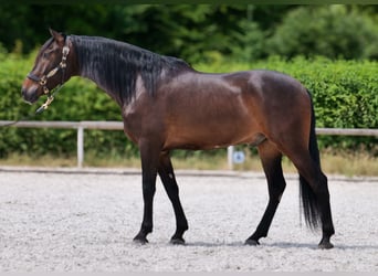 Koń andaluzyjski, Wałach, 7 lat, 162 cm, Gniada