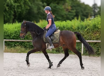Koń andaluzyjski, Wałach, 7 lat, 162 cm, Gniada