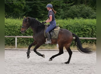 Koń andaluzyjski, Wałach, 7 lat, 162 cm, Gniada
