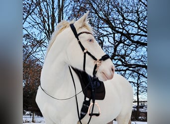 Koń andaluzyjski, Wałach, 7 lat, 162 cm, Perlino