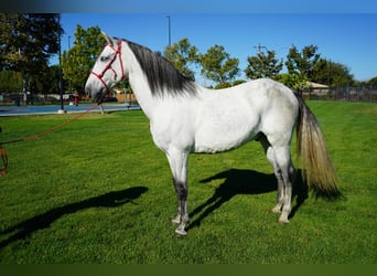 Koń andaluzyjski, Wałach, 7 lat, 163 cm, Biała