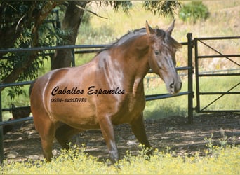 Koń andaluzyjski, Wałach, 7 lat, 164 cm, Ciemnogniada