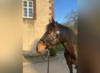 Koń andaluzyjski, Wałach, 7 lat, 165 cm, Gniada