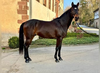 Koń andaluzyjski, Wałach, 7 lat, 165 cm, Gniada