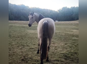 Koń andaluzyjski, Wałach, 7 lat, 165 cm, Jelenia
