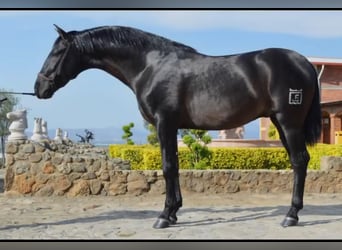 Koń andaluzyjski, Wałach, 7 lat, 165 cm, Kara