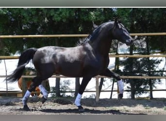 Koń andaluzyjski, Wałach, 7 lat, 165 cm, Kara