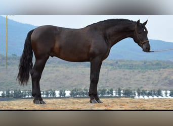 Koń andaluzyjski, Wałach, 7 lat, 165 cm, Kara