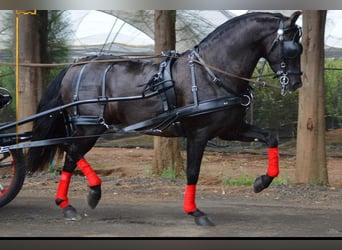 Koń andaluzyjski, Wałach, 7 lat, 165 cm, Kara