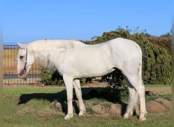 Koń andaluzyjski, Wałach, 8 lat, 152 cm, Siwa