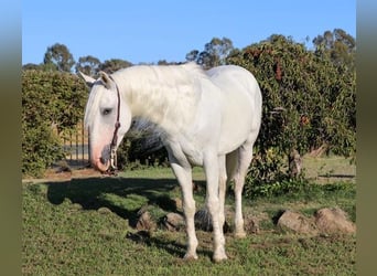 Koń andaluzyjski, Wałach, 8 lat, 152 cm, Siwa