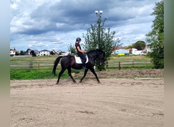 Koń andaluzyjski, Wałach, 8 lat, 155 cm, Kara