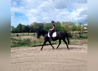 Koń andaluzyjski, Wałach, 8 lat, 155 cm, Kara