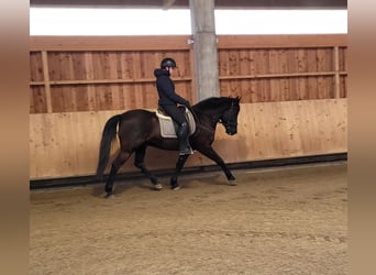 Koń andaluzyjski Mix, Wałach, 8 lat, 156 cm, Ciemnogniada