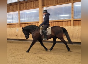 Koń andaluzyjski Mix, Wałach, 8 lat, 156 cm, Ciemnogniada