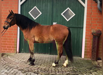 Koń andaluzyjski, Wałach, 8 lat, 157 cm, Gniada