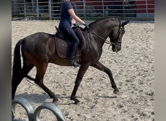 Koń andaluzyjski, Wałach, 8 lat, 158 cm, Kara