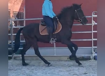 Koń andaluzyjski, Wałach, 8 lat, 158 cm, Kara