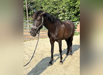 Koń andaluzyjski, Wałach, 8 lat, 158 cm, Kara