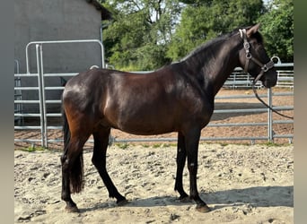 Koń andaluzyjski, Wałach, 8 lat, 158 cm, Kara