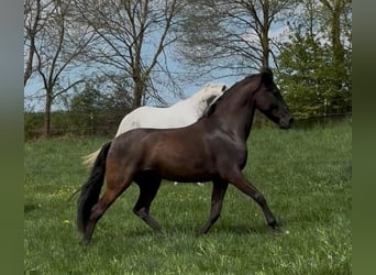Koń andaluzyjski, Wałach, 8 lat, 158 cm, Kara