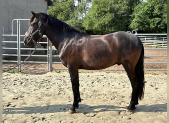 Koń andaluzyjski, Wałach, 8 lat, 158 cm, Kara