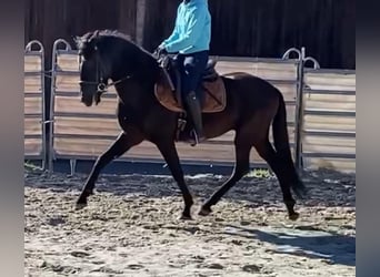 Koń andaluzyjski, Wałach, 8 lat, 158 cm, Kara