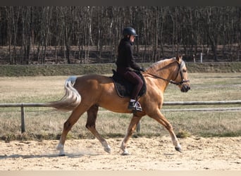 Koń andaluzyjski Mix, Wałach, 8 lat, 162 cm, Izabelowata