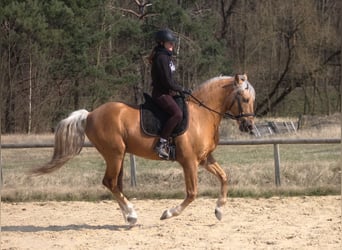 Koń andaluzyjski Mix, Wałach, 8 lat, 162 cm, Izabelowata