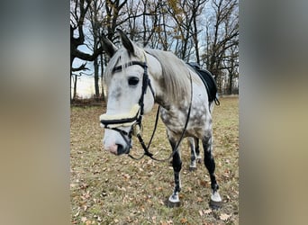 Koń andaluzyjski, Wałach, 8 lat, 162 cm, Siwa jabłkowita