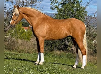 Koń andaluzyjski, Wałach, 8 lat, 163 cm, Izabelowata