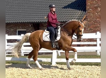Koń andaluzyjski, Wałach, 8 lat, 163 cm, Izabelowata