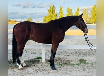 Koń andaluzyjski, Wałach, 8 lat, 165 cm, Ciemnogniada