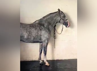 Koń andaluzyjski, Wałach, 8 lat, 169 cm, Siwa