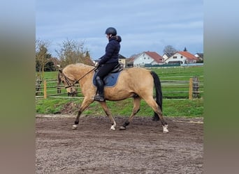 Koń andaluzyjski Mix, Wałach, 9 lat, 156 cm, Bułana