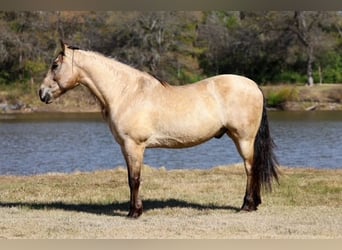 Koń andaluzyjski, Wałach, 9 lat, 160 cm, Jelenia