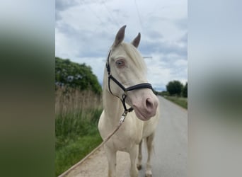 Koń andaluzyjski Mix, Wałach, 9 lat, 162 cm, Cremello