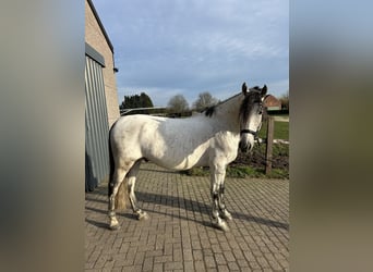 Koń andaluzyjski, Wałach, 9 lat, 168 cm, Siwa w hreczce