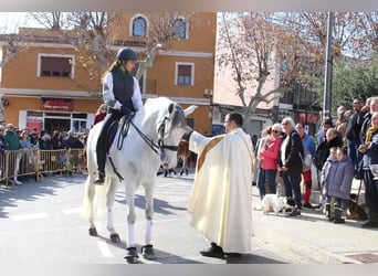 Koń andaluzyjski, Wałach, 9 lat, 170 cm, Siwa