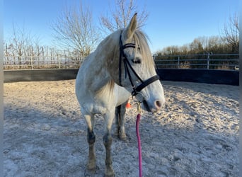 Koń andaluzyjski Mix, Wałach, 10 lat, 143 cm, Siwa jabłkowita